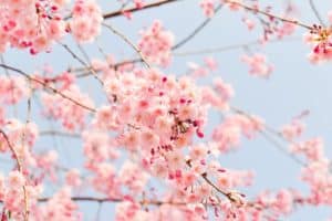 Cerisier japonais en fleurs